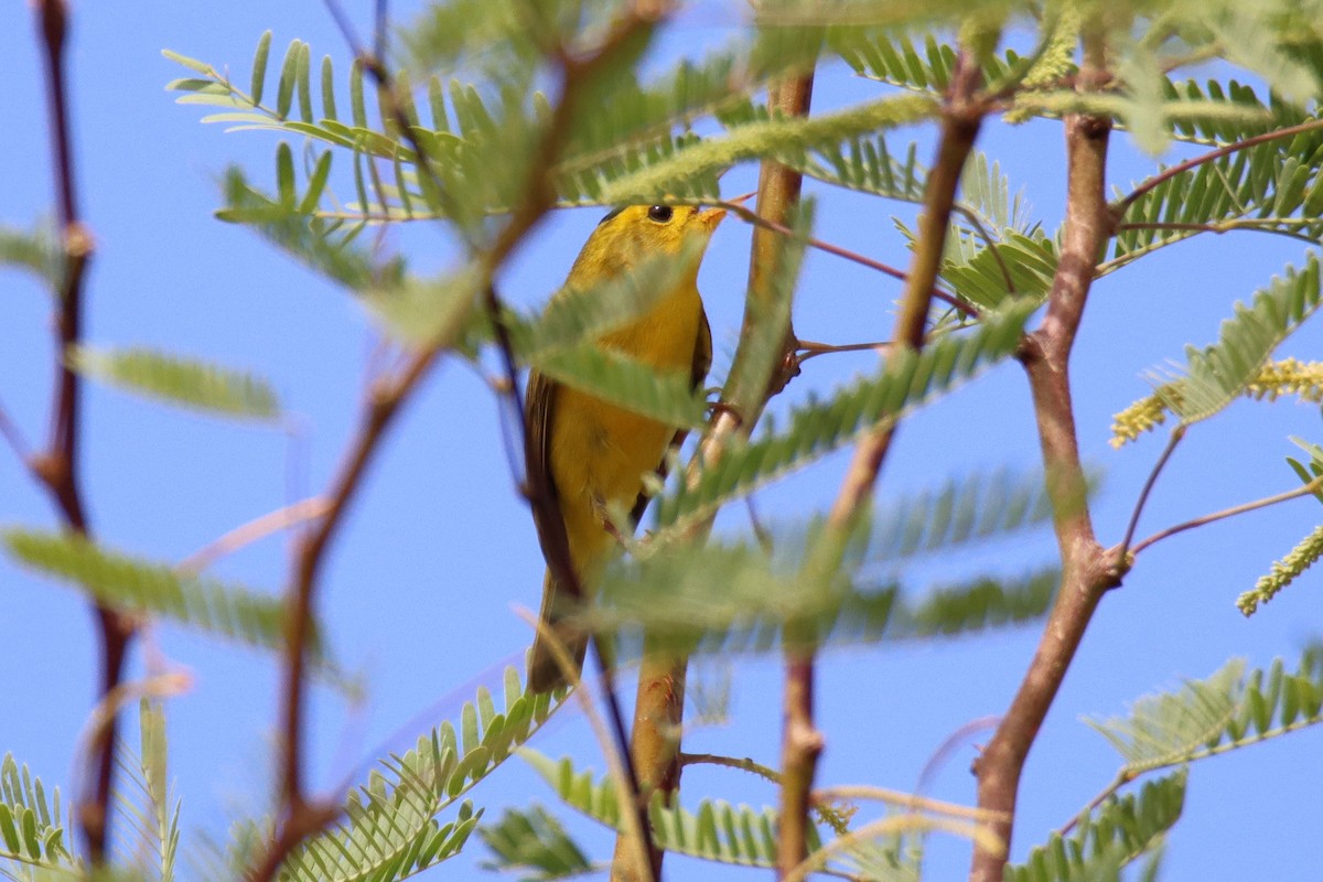 Wilson's Warbler - Diana Spangler