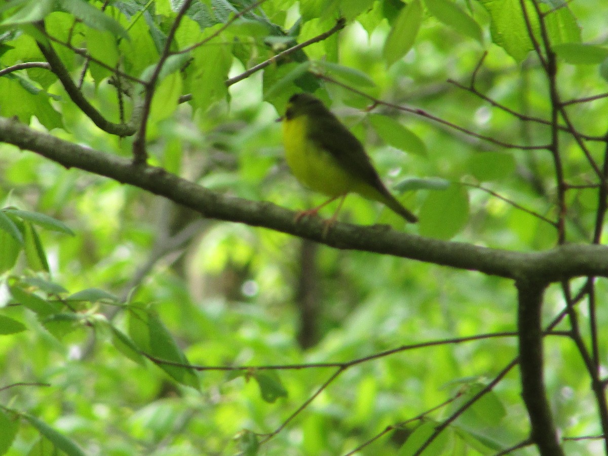 Kentucky Warbler - Mark Rhodes