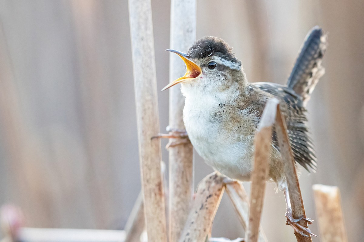 Marsh Wren (palustris Group) - ML334579371