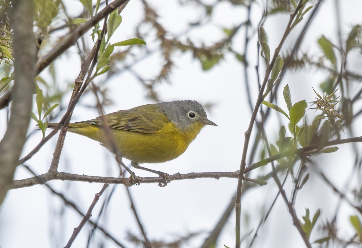 Nashville Warbler - Kalpesh Krishna