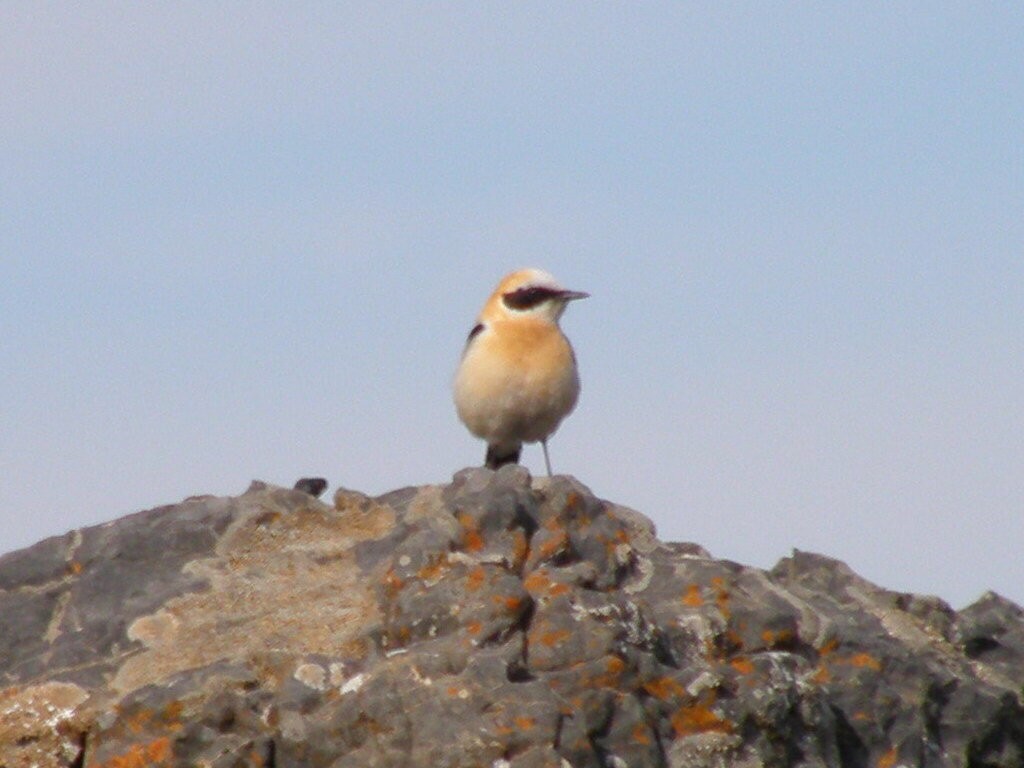 Western Black-eared Wheatear - ML334581401