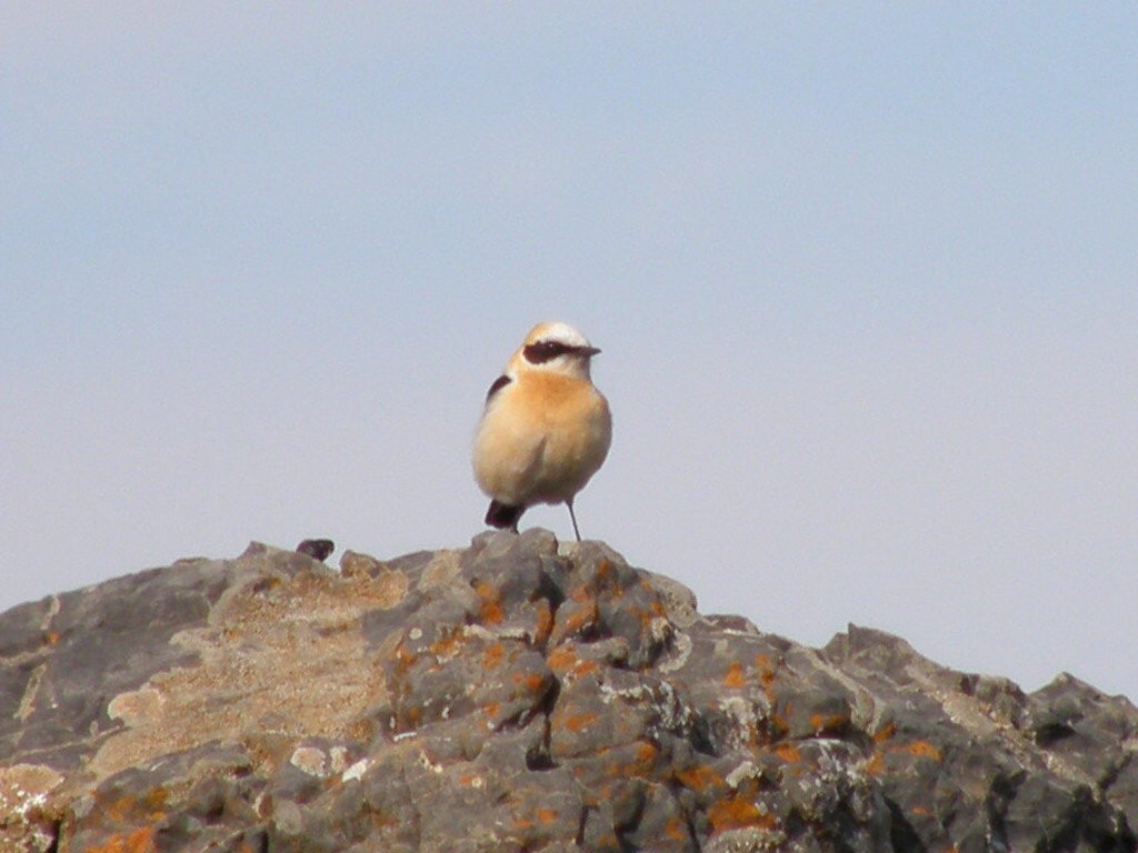 Western Black-eared Wheatear - ML334581411