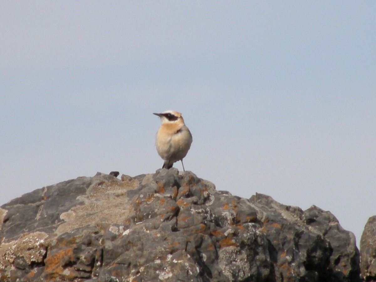 Western Black-eared Wheatear - ML334581421