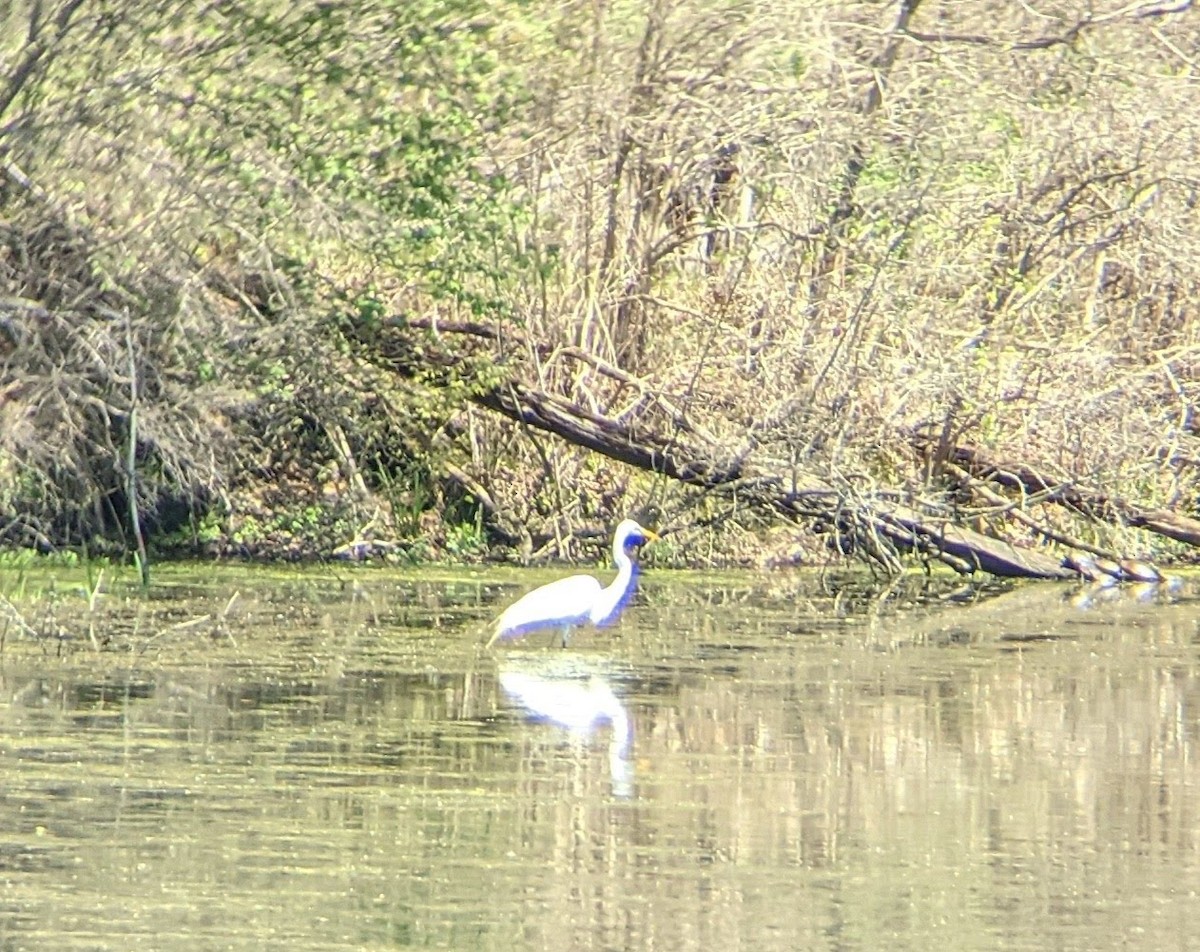 Great Egret - ML334581531