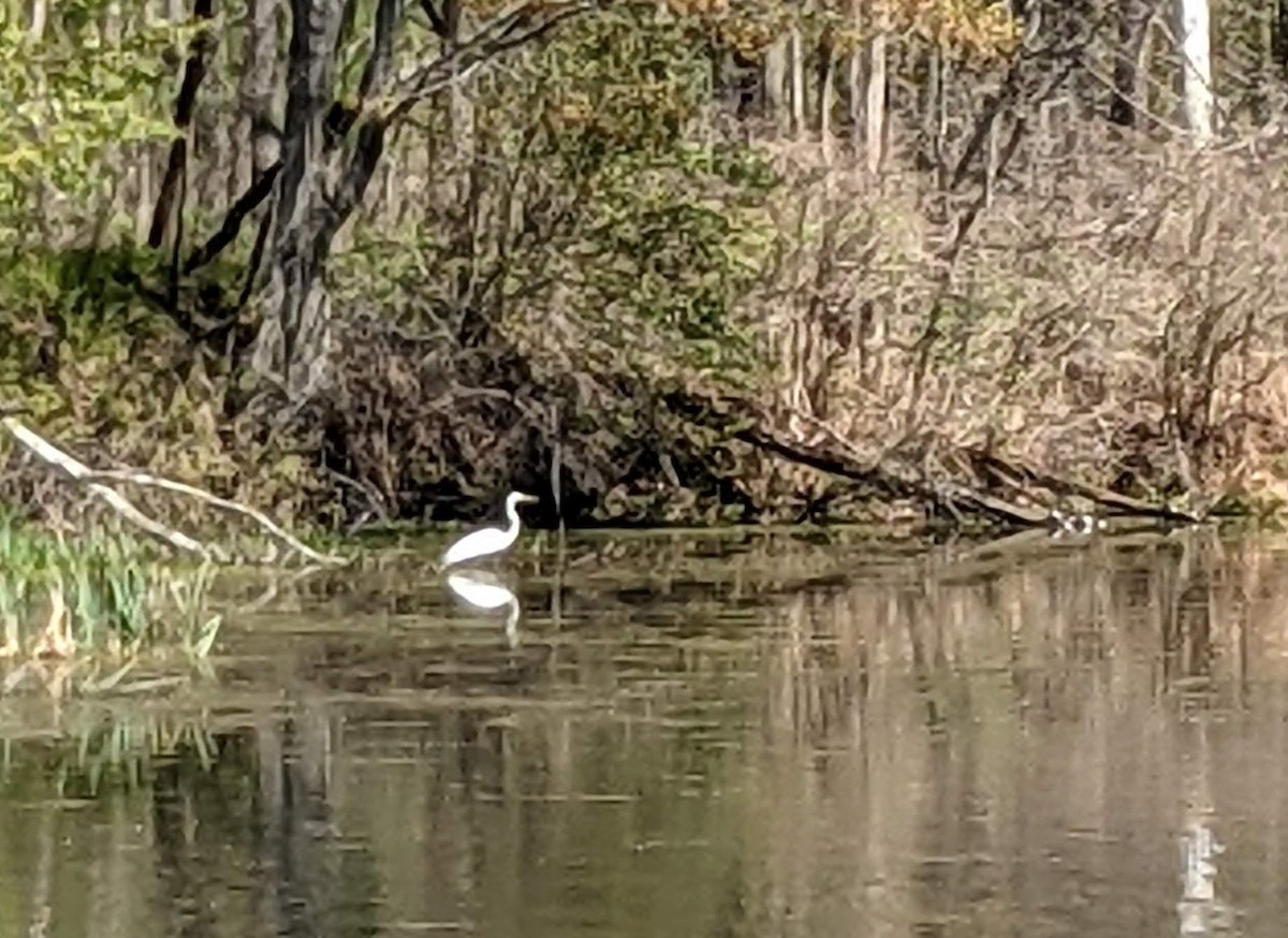 Great Egret - ML334581541
