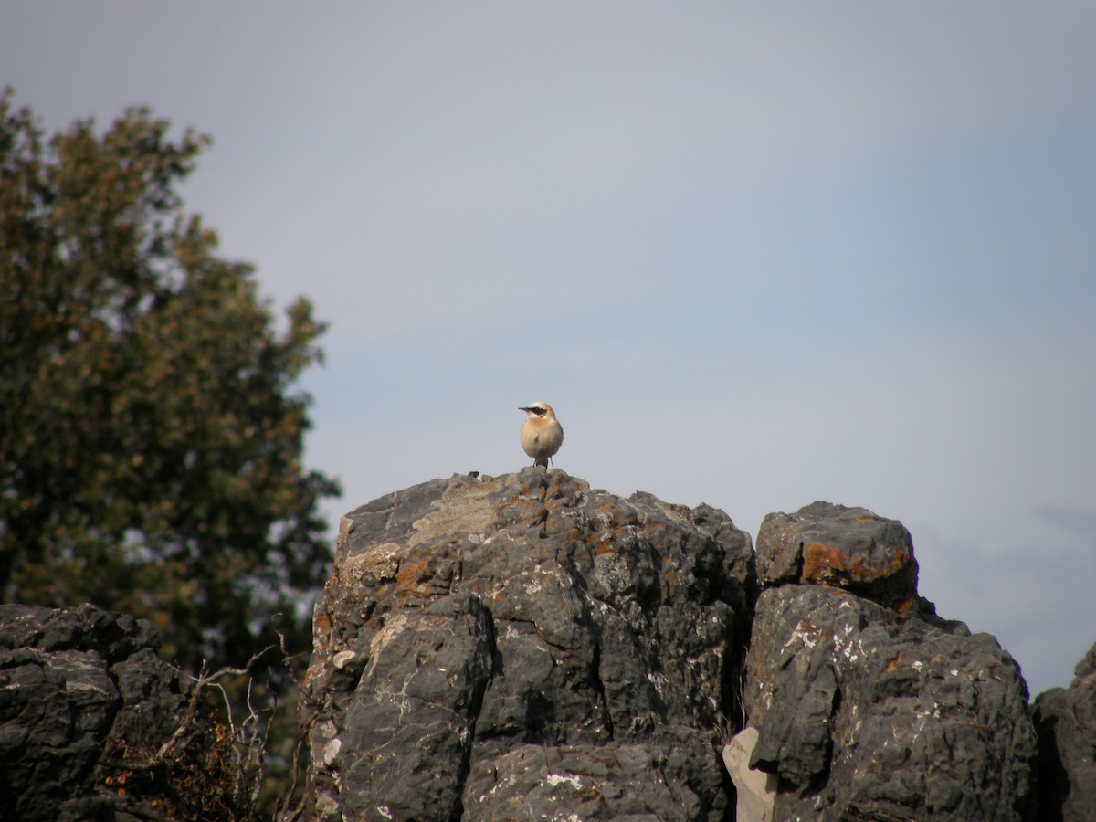 Western Black-eared Wheatear - ML334581701
