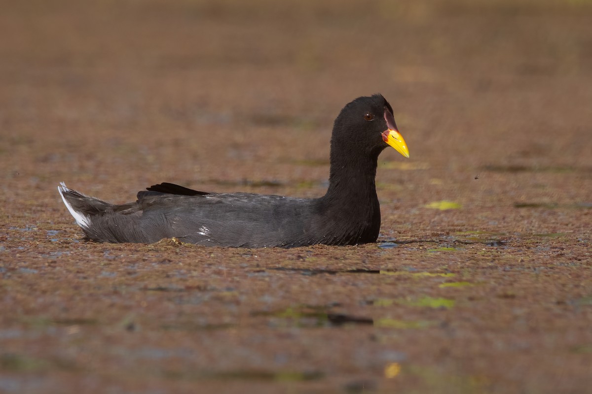 Red-fronted Coot - Pablo Re