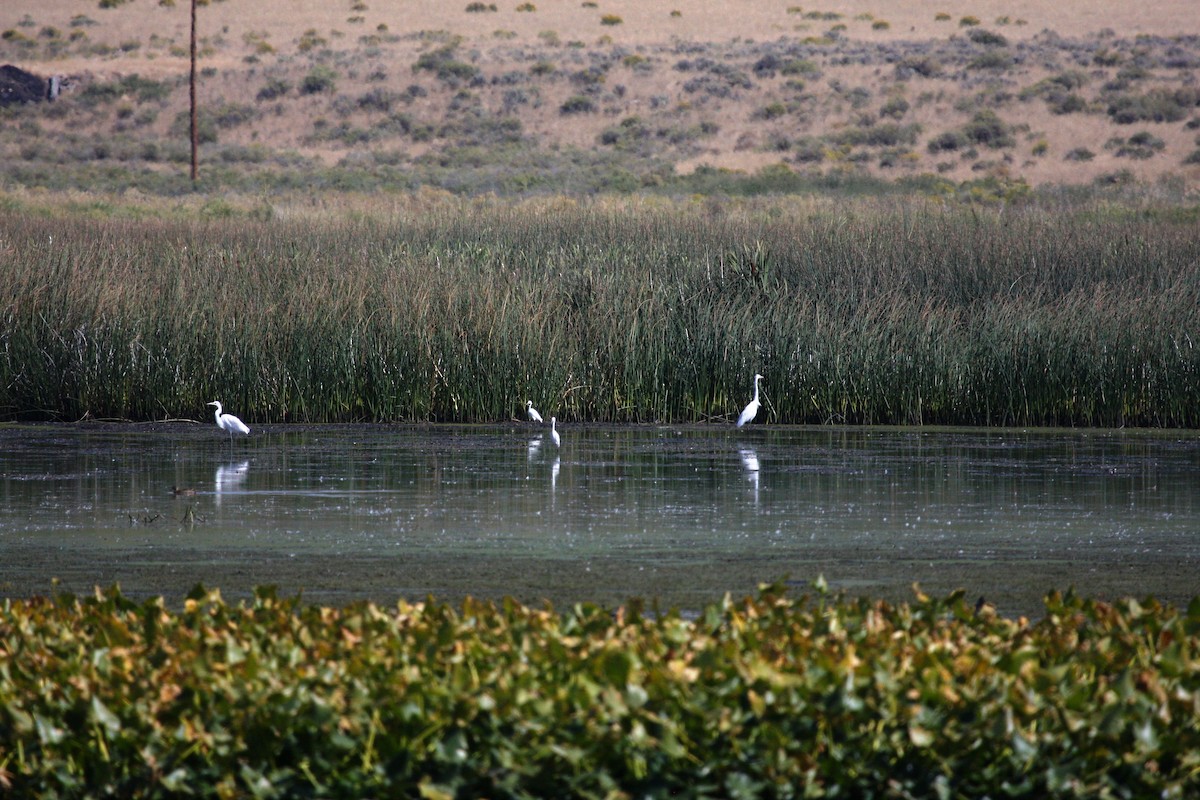 Karbeyaz Balıkçıl - ML33458291