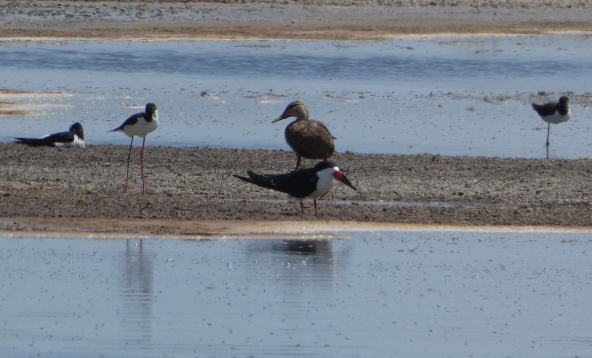 Black Skimmer - ML334583131