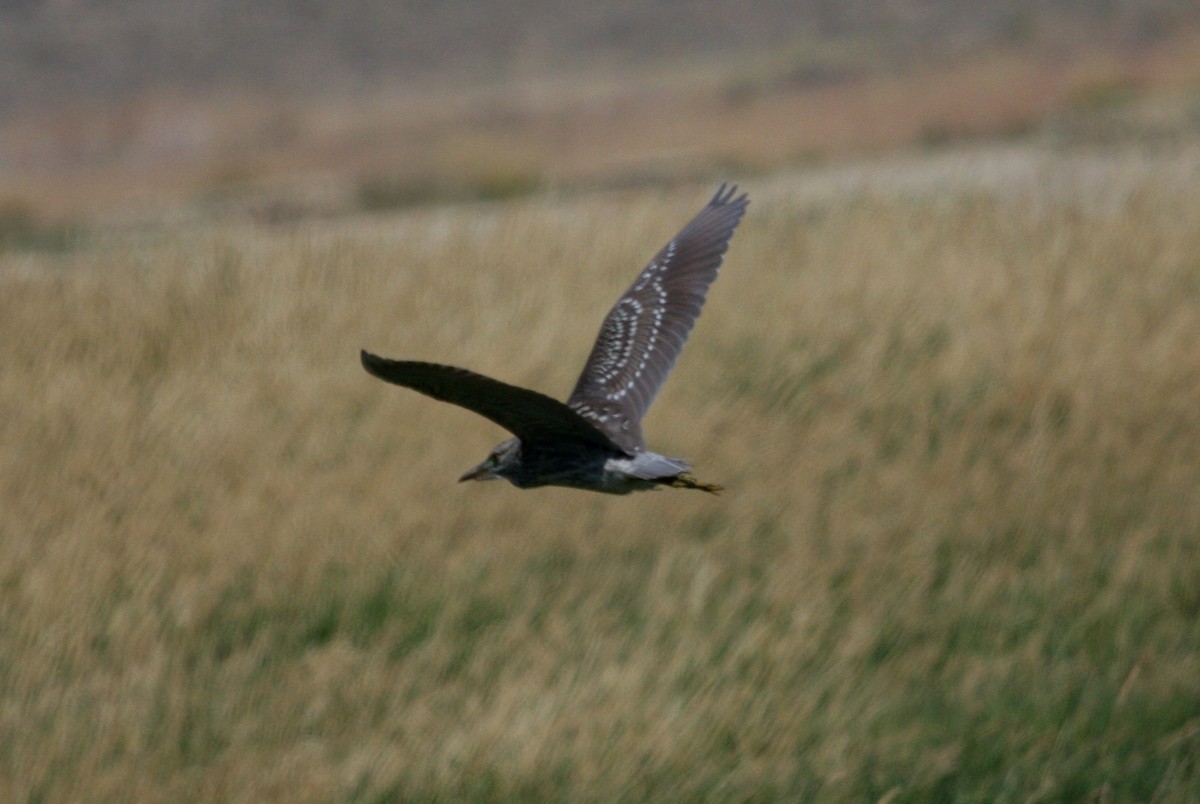 Black-crowned Night Heron - ML33458321