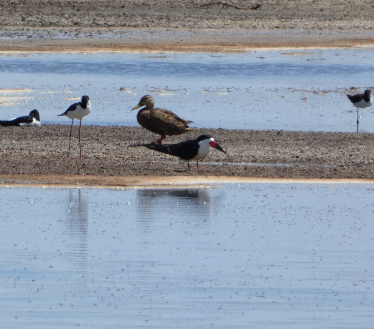 Black Skimmer - ML334583691