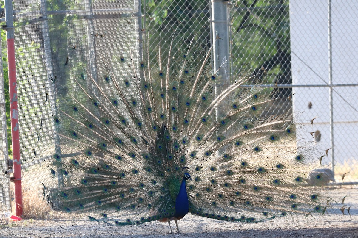 Indian Peafowl (Domestic type) - ML334583861