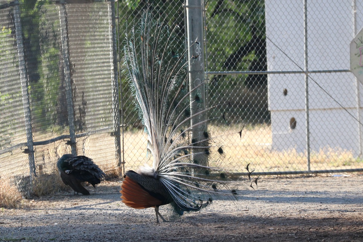 Indian Peafowl (Domestic type) - Gordon Black