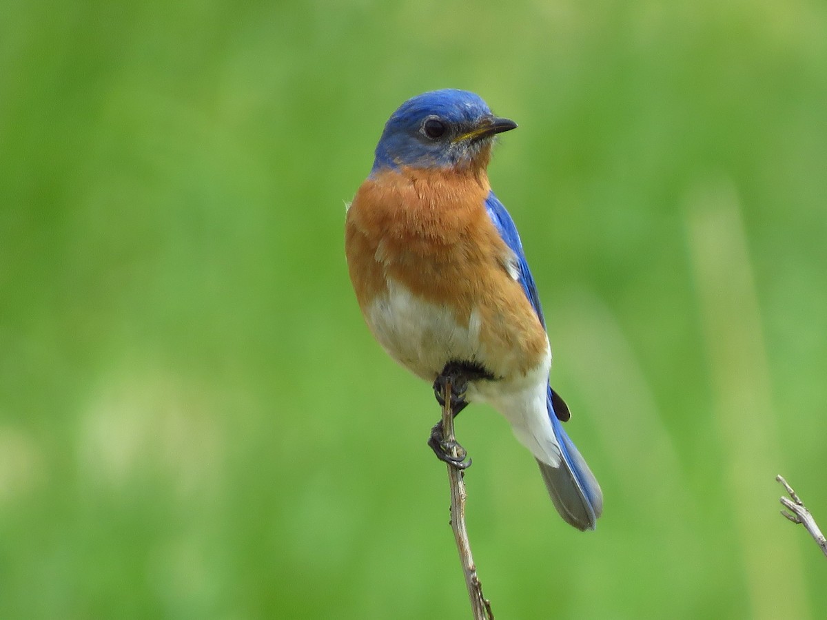 Eastern Bluebird - Anonymous