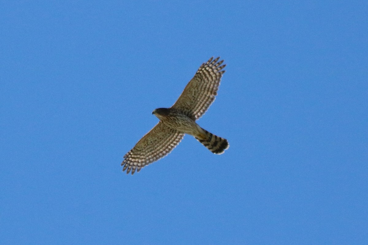 Cooper's Hawk - ML33458491