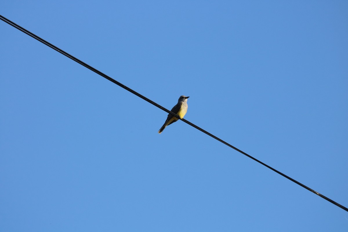 Western Kingbird - Gordon Black