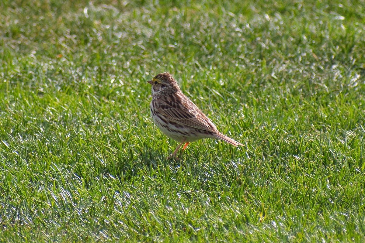 Savannah Sparrow - ML334586011