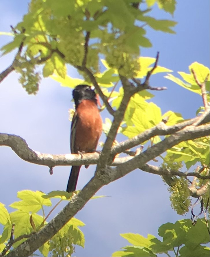 Orchard Oriole - ML334587081