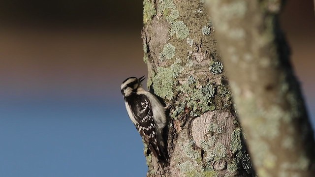 Yumuşak Tüylü Ağaçkakan (pubescens/medianus) - ML334587481