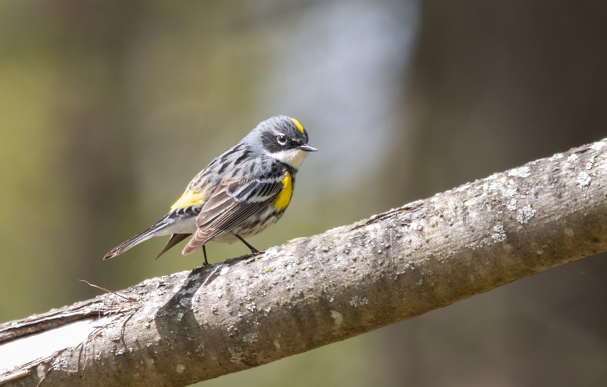 Yellow-rumped Warbler - Kalpesh Krishna