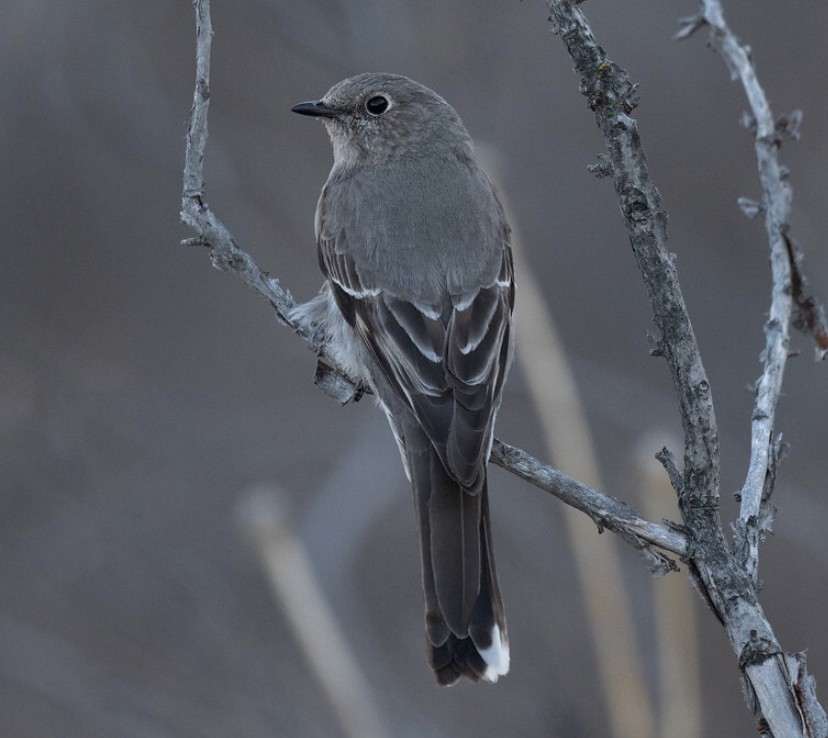 Townsend's Solitaire - ML334588431
