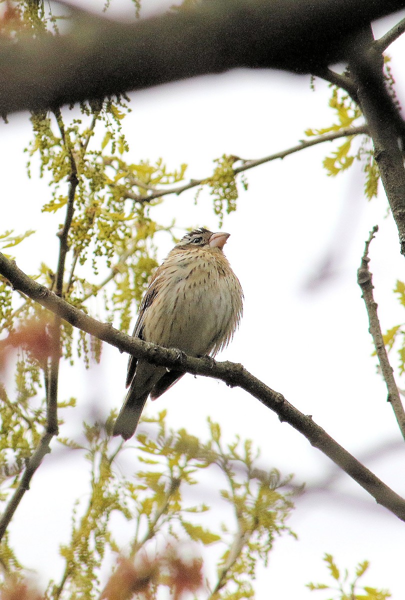 Rose-breasted Grosbeak - ML334588991