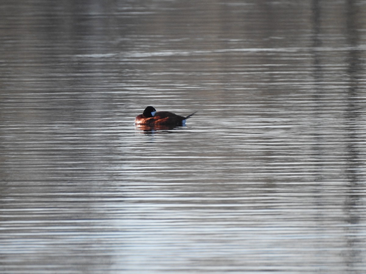 Ruddy Duck - ML334589251