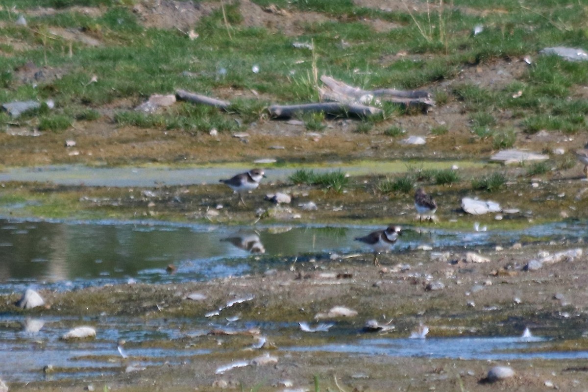 Semipalmated Plover - ML33458951