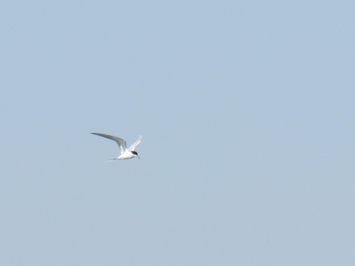 Forster's Tern - ML334590831