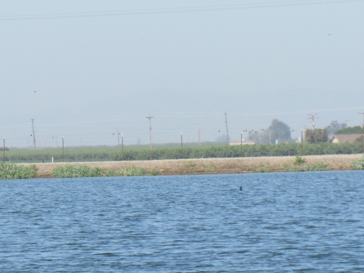 מירומית שחורה - ML334590951