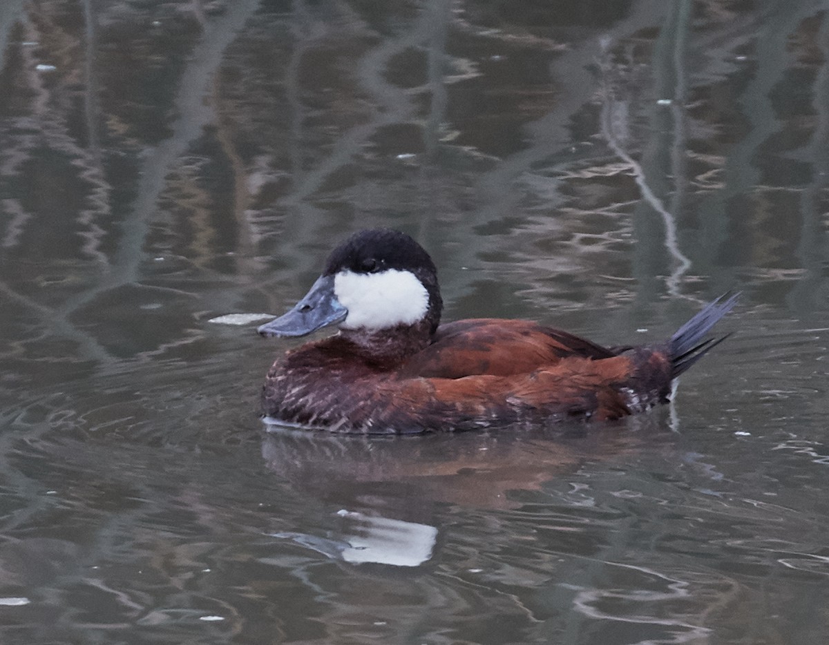 Ruddy Duck - ML33459101