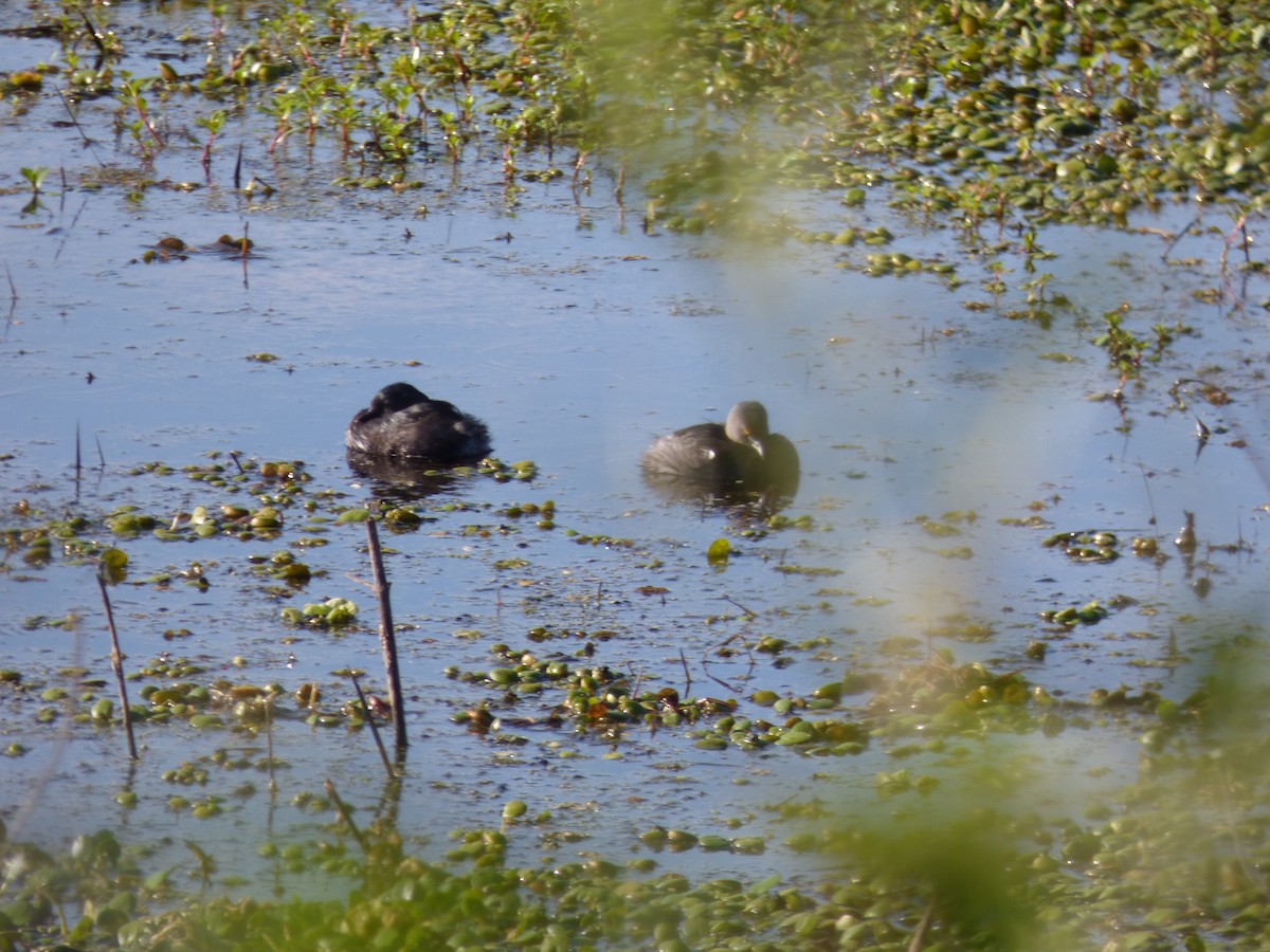 Least Grebe - Pablo Hernan Capovilla