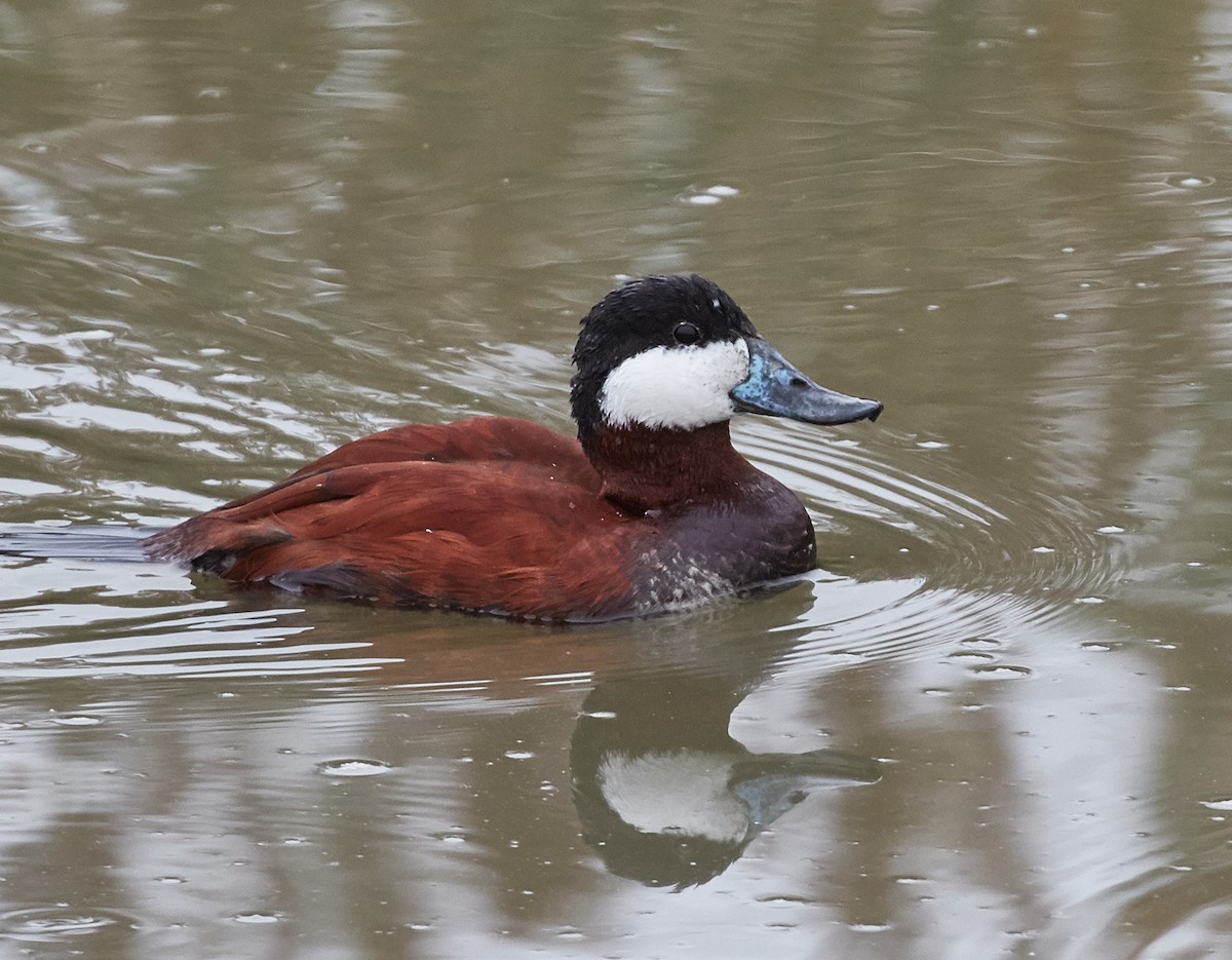 Ruddy Duck - Brooke Miller