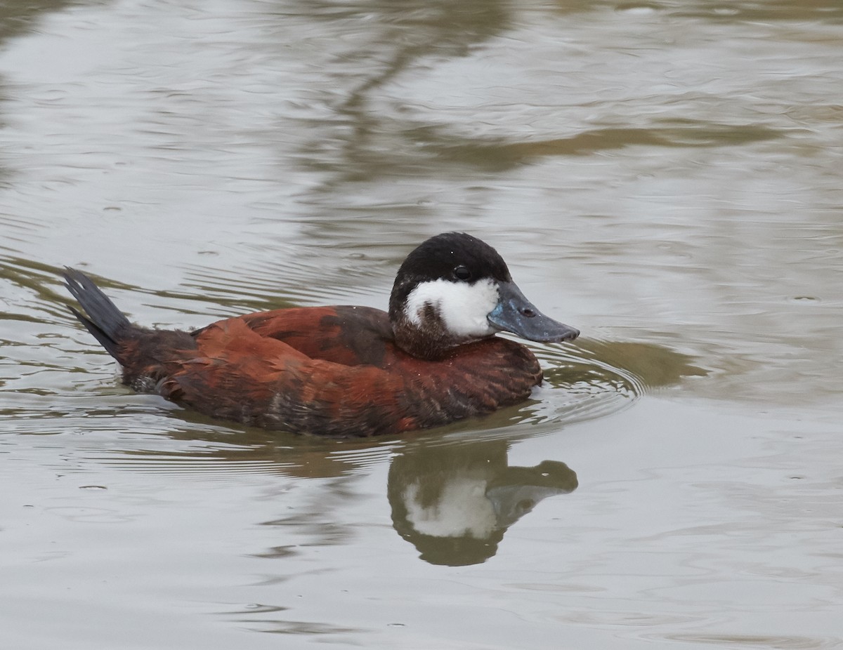 Ruddy Duck - ML33459131