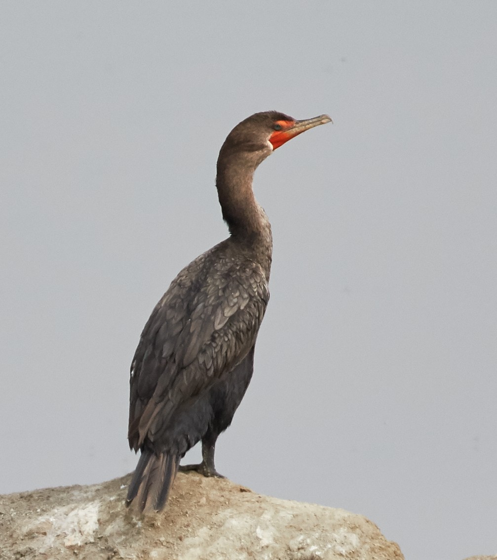 Double-crested Cormorant - Brooke Miller