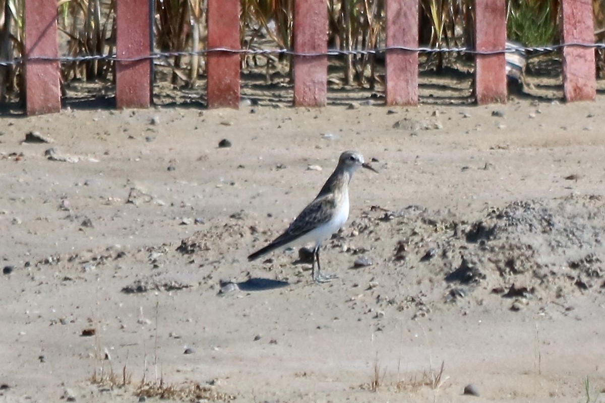 Baird's Sandpiper - ML33459261