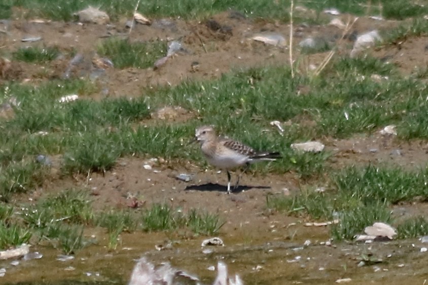 Baird's Sandpiper - ML33459301