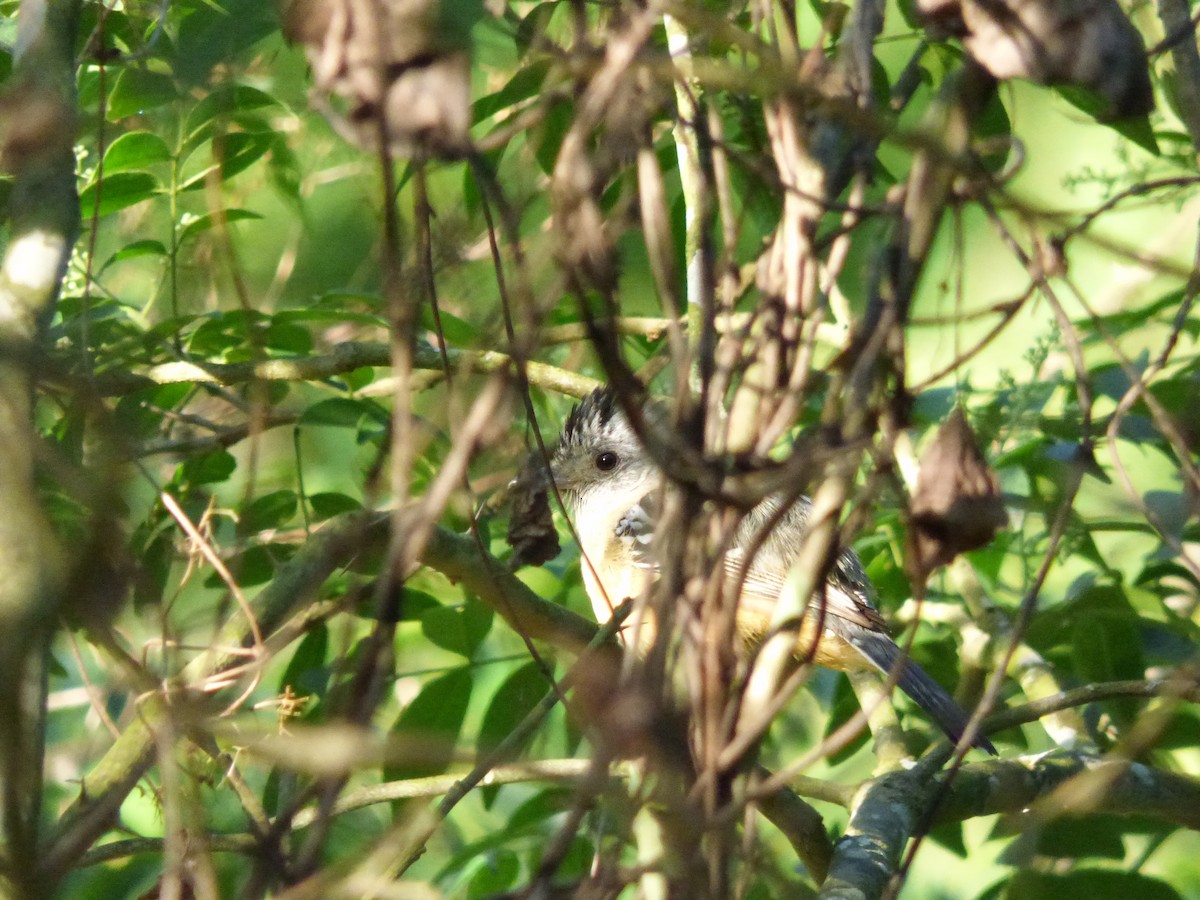 Variable Antshrike - ML334593201