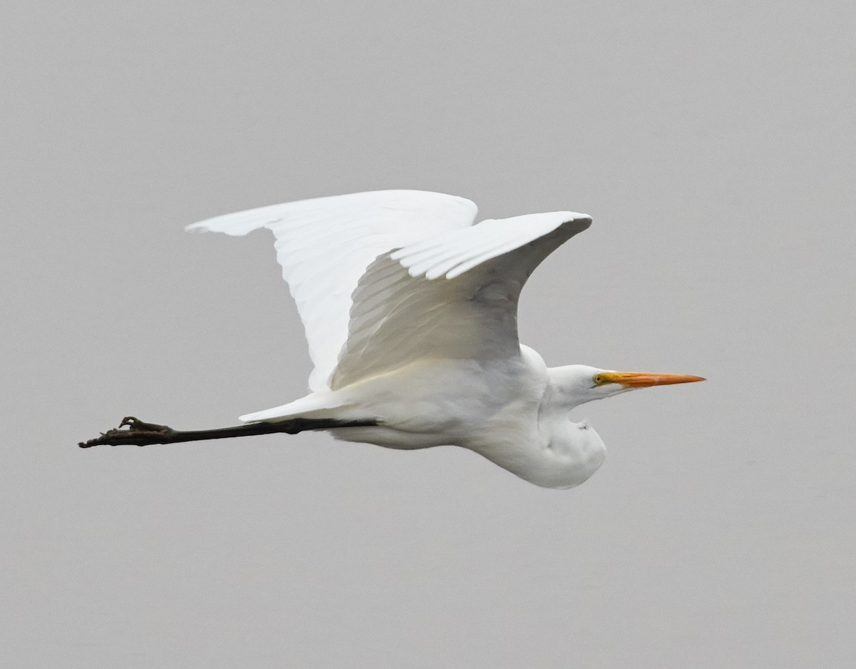 Great Egret - Brooke Miller