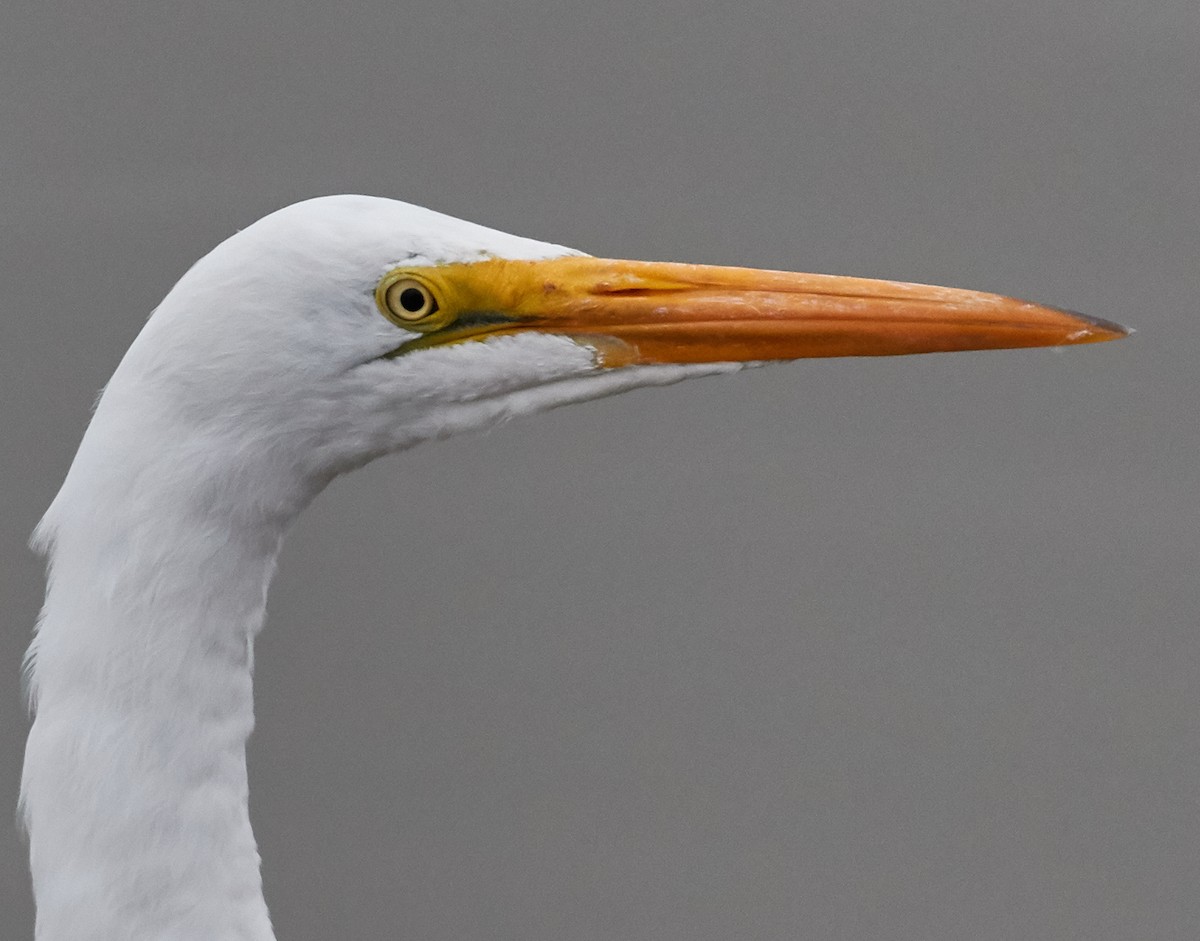 Great Egret - ML33459341