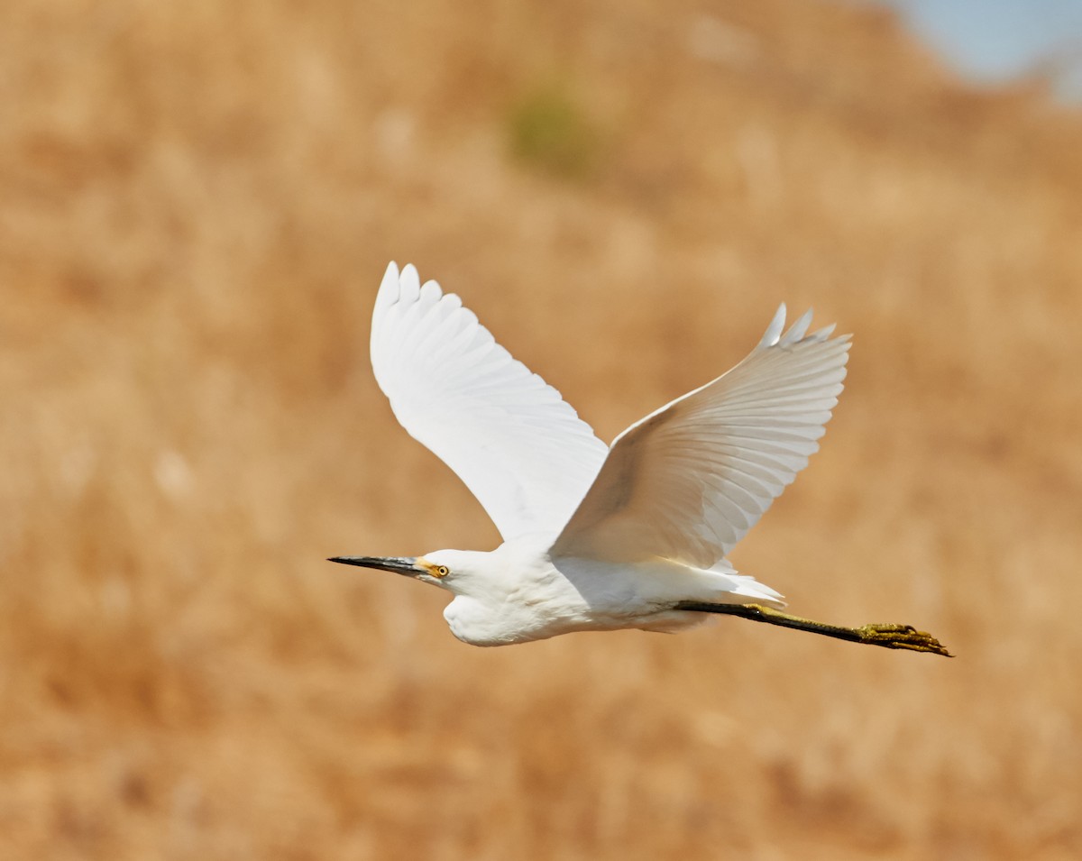 Snowy Egret - ML33459351