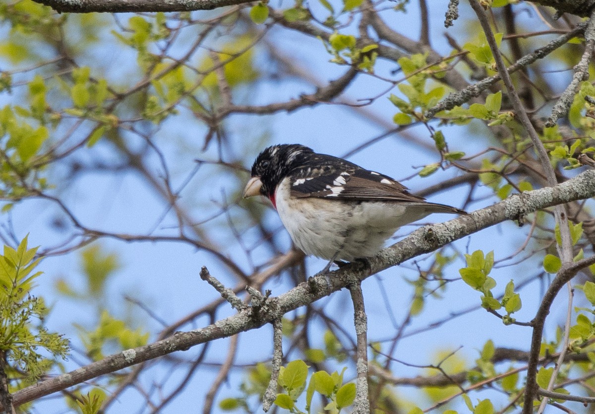 Rose-breasted Grosbeak - Kalpesh Krishna