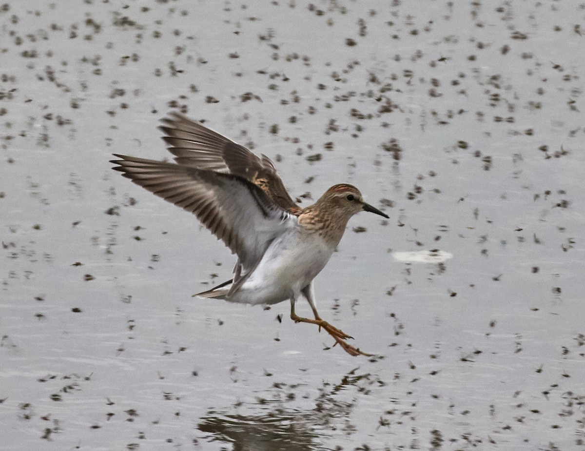 Least Sandpiper - ML33459401