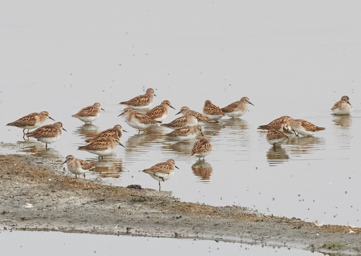 Least Sandpiper - ML33459421