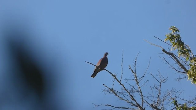 Pale-vented Pigeon - ML334594881