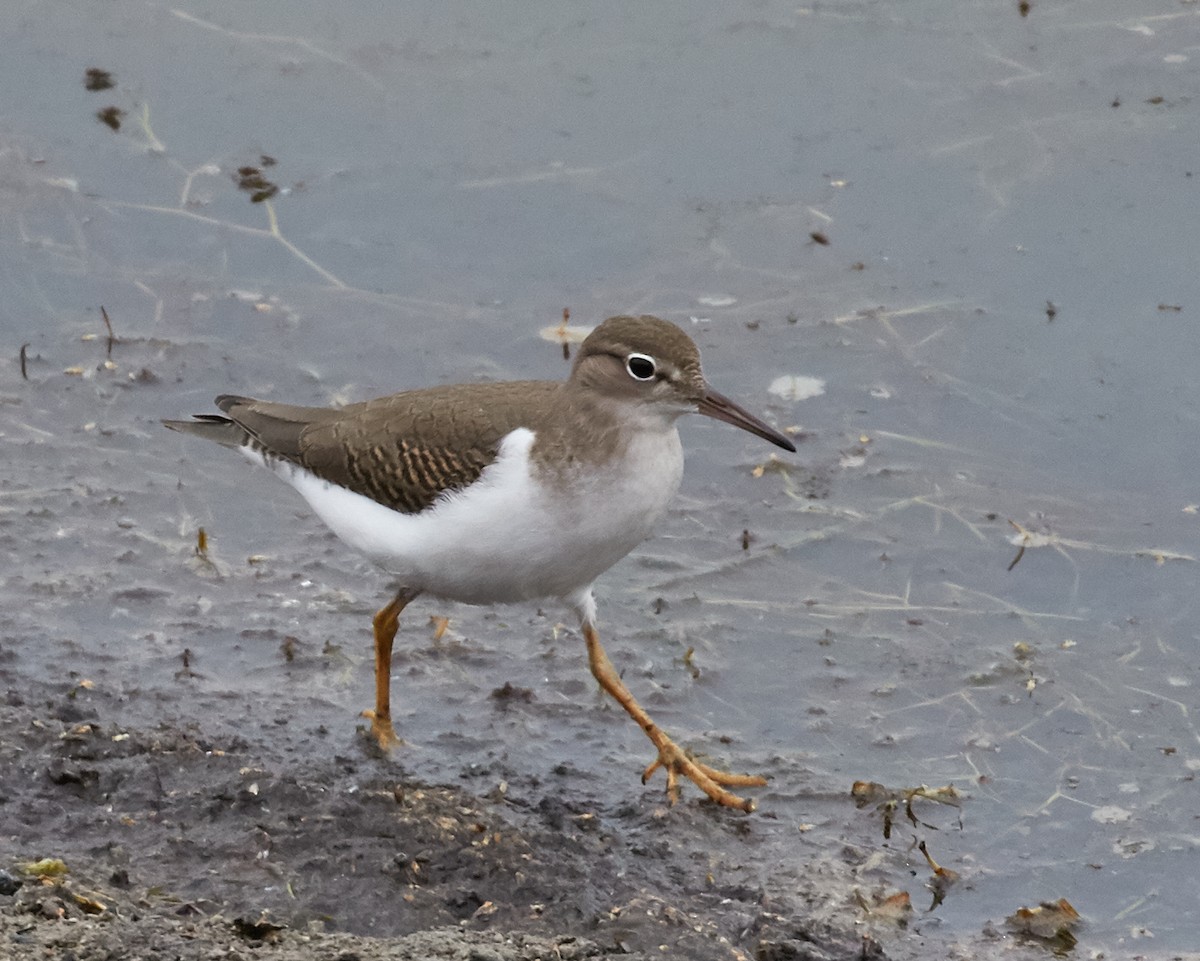 Spotted Sandpiper - Brooke Miller