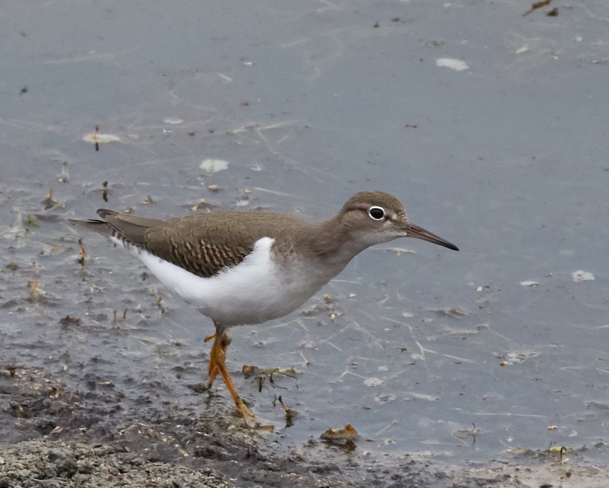 Spotted Sandpiper - ML33459551