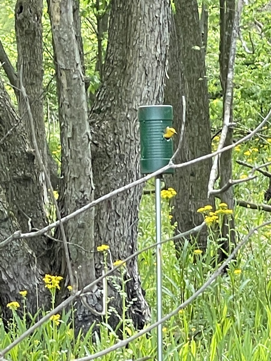 lesňáček zlatý - ML334596141