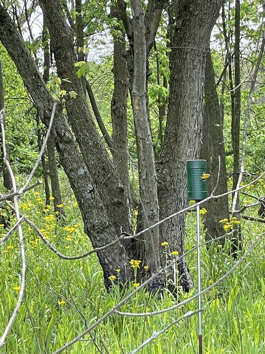 lesňáček zlatý - ML334596151