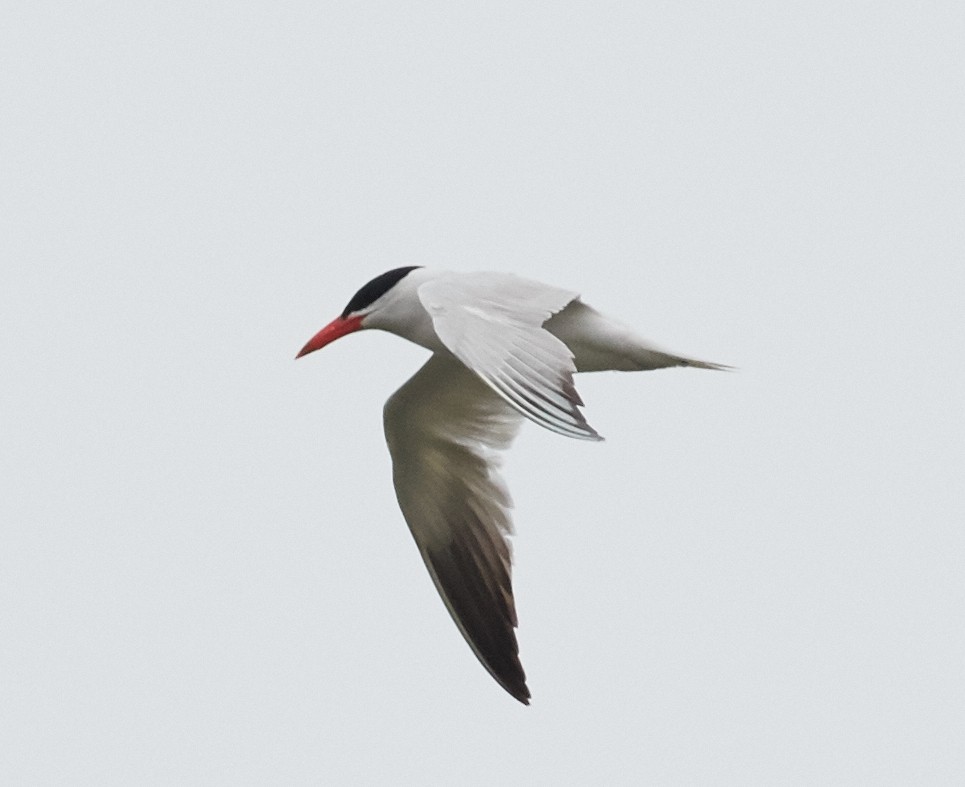 Caspian Tern - Brooke Miller